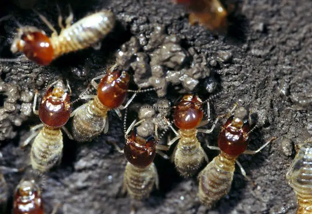 Horizon-Pest-Management-termites