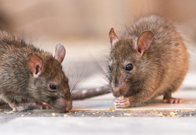 Horizon-Pest-Management-mice-feeding