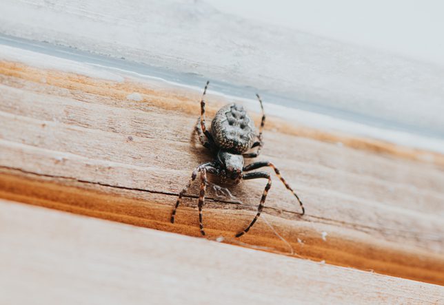 Horizon-Pest-Management-spider