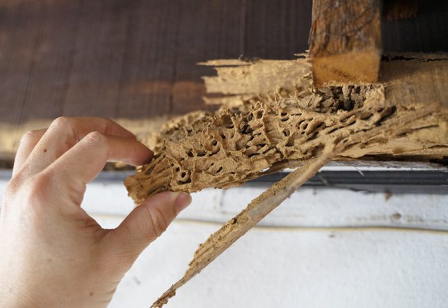 Horizon-Pest-Management-wood-damage-from-termites